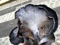 Omphalotus mexicanus image