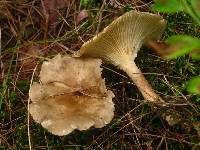 Ampulloclitocybe clavipes image