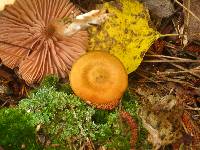 Cortinarius semisanguineus image