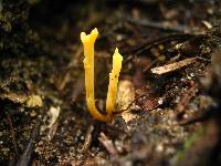 Clavulinopsis laeticolor image