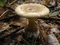 Ampulloclitocybe clavipes image