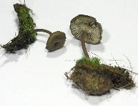 Myxomphalia maura image