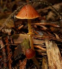 Conocybe rugosa image