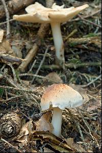 Rhodocollybia maculata image