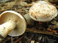 Clitocybe martiorum image