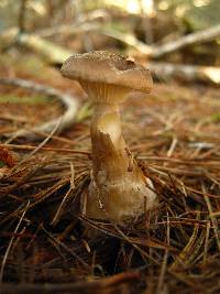 Ampulloclitocybe clavipes image