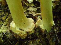 Amanita brunnescens var. brunnescens image