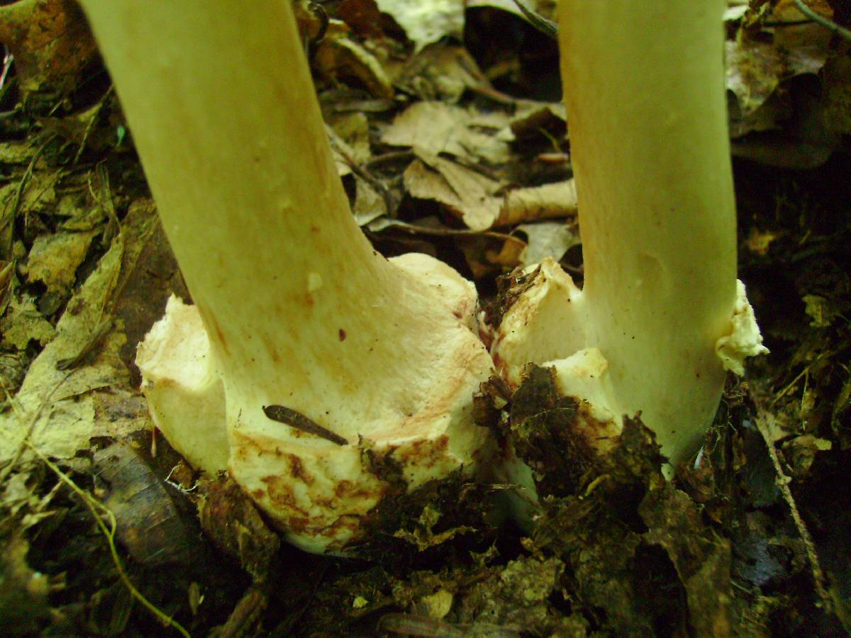 Amanita brunnescens var. brunnescens image