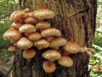 Pholiota squarrosoides image