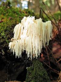 Hericium americanum image