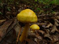 Boletus curtisii image