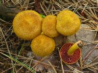 Cortinarius semisanguineus image