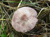 Entoloma violaceum image