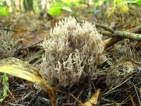 Clavulina coralloides image
