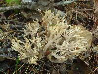 Clavulina coralloides image