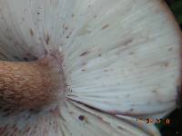 Amanita orsonii image
