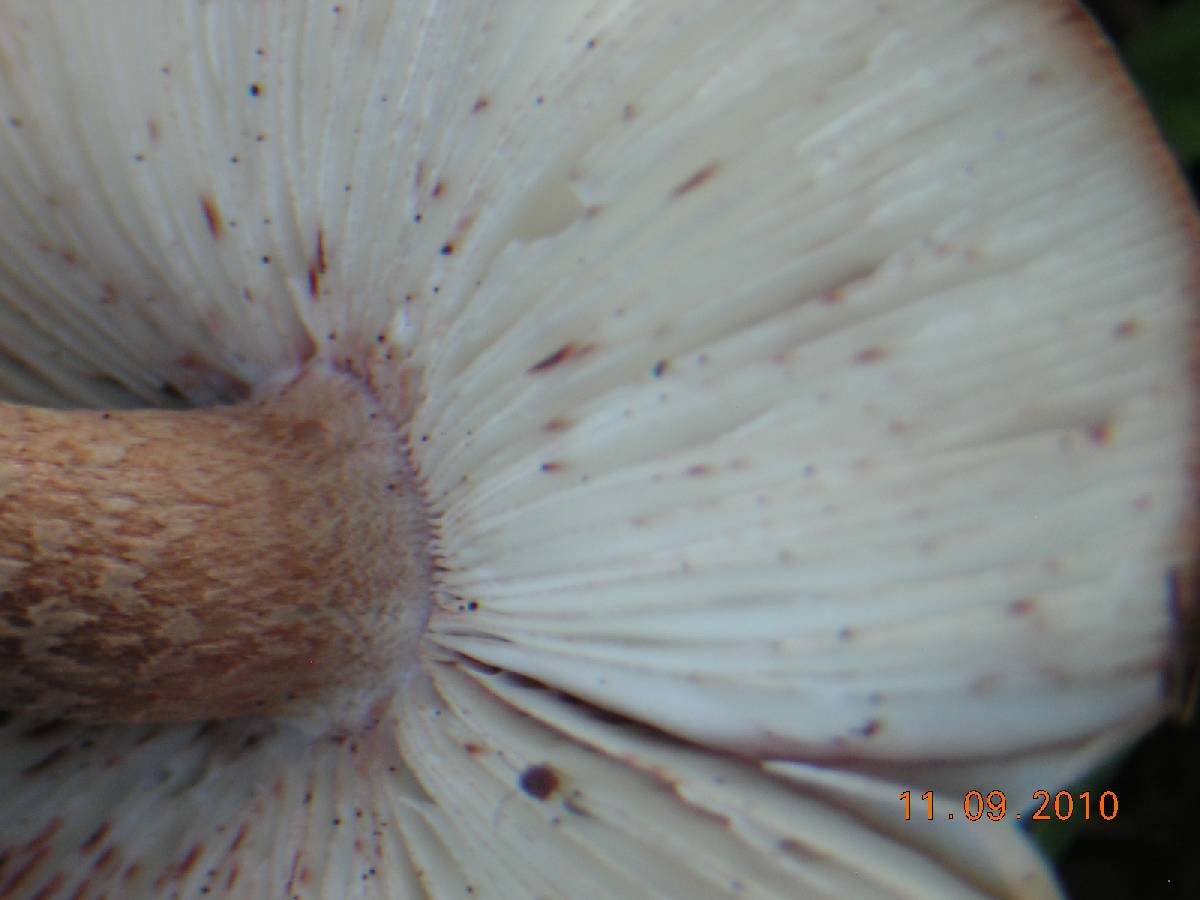 Amanita orsonii image