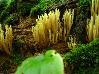 Ramaria stricta image