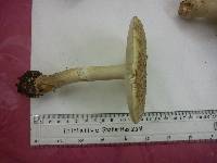 Amanita excelsa image