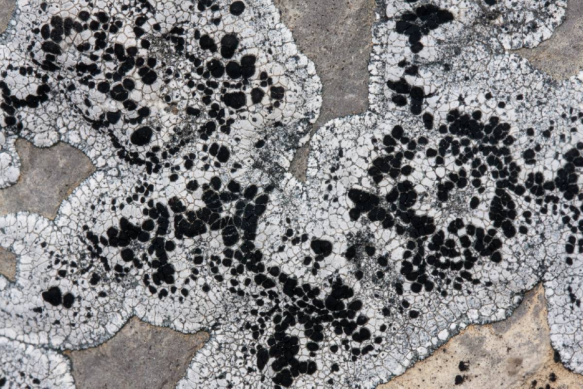 Lecanora marginata image