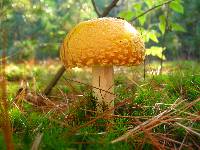 Amanita amerimuscaria image