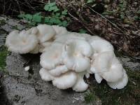 Pleurotus cornucopiae image