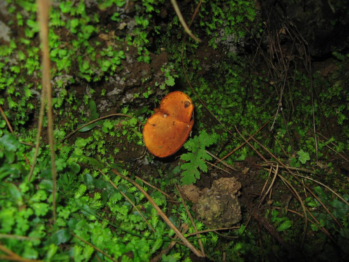 Erythrophylloporus image