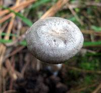 Rhodocybe caelata image
