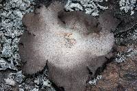 Umbilicaria americana image