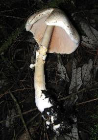 Agaricus tlaxcalensis image
