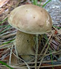 Tylopilus felleus image