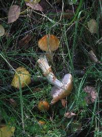 Cortinarius triumphans image