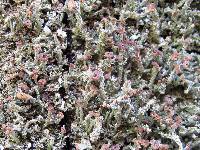 Cladonia ramulosa image