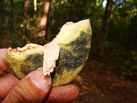 Boletus pallidus image