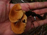 Polyporus radicatus image
