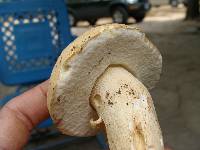 Boletus variipes image