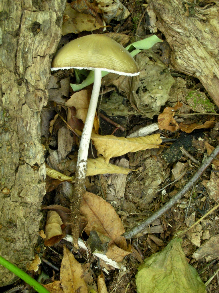 Oudemansiella furfuracea image