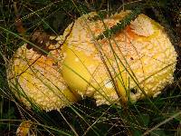 Amanita amerimuscaria image