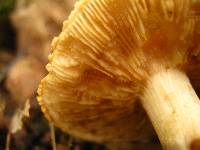 Tricholoma vaccinum image