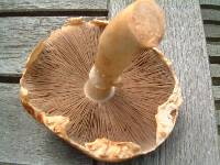 Agaricus smithii image