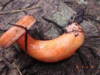 Lactarius salmonicolor image