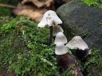 Mycena arcangeliana image