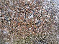 Lecanora caesiorubella image