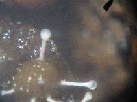 Polycephalomyces tomentosus image