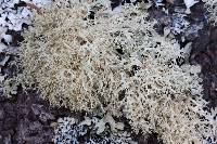 Ramalina roesleri image