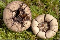 Geastrum fimbriatum image