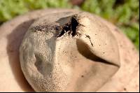 Geastrum fimbriatum image