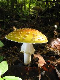 Amanita amerimuscaria image