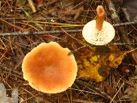 Lactarius tabidus image