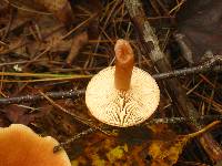 Lactarius tabidus image